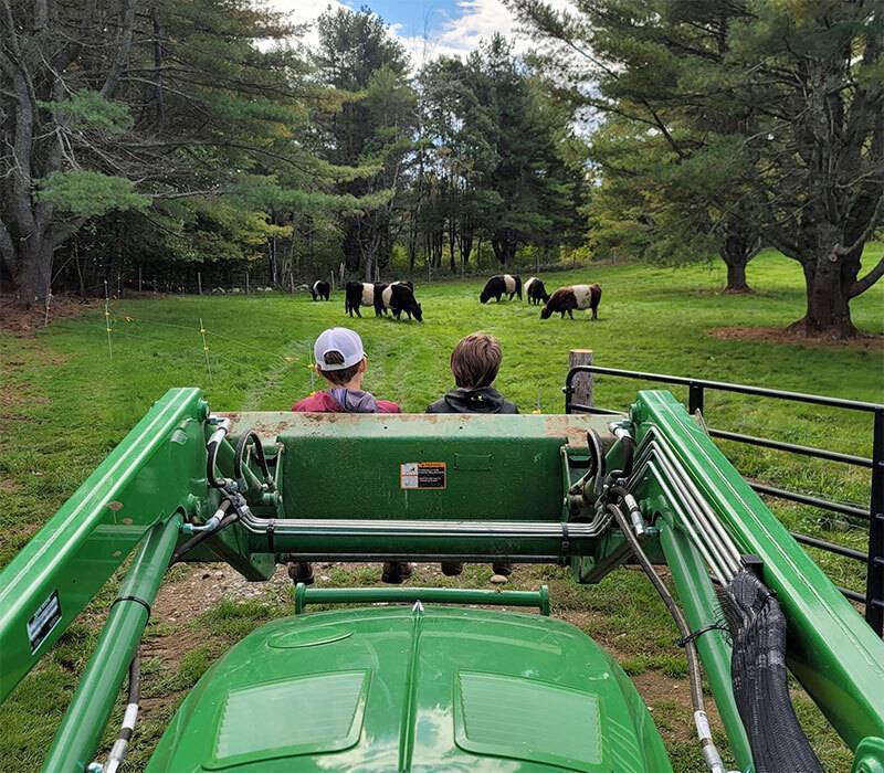 Two young boys in the front of a tractor looking at cattle in a field with trees